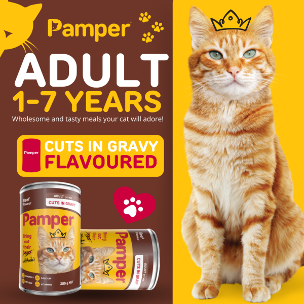 Pamper Beef Cuts In Gravy Wet Cat Food 385gm X 12 - Image 2