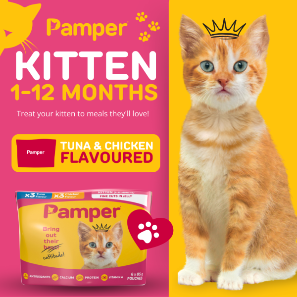 Pamper Kitten Tuna & Chicken in Jelly Wet Cat Food x 6 - Image 2
