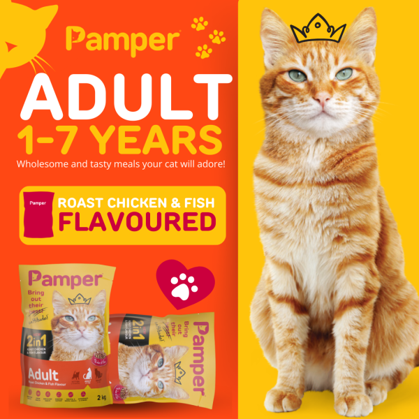 Pamper Dry Cat Food 2 in 1 Roast Chicken & Fish Flavour Adult Dry Cat Food 2kg - Image 2