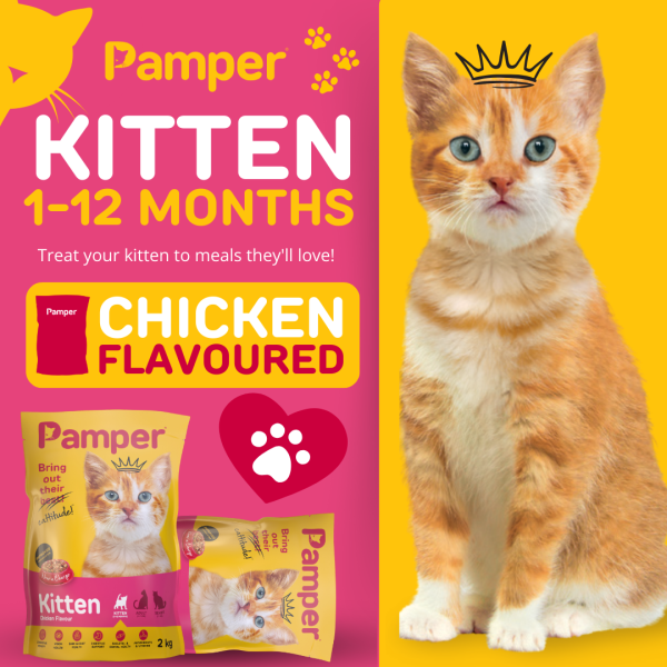 Pamper Kitten Dry Cat Food 2kg - Image 2